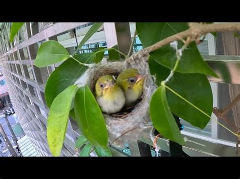 家有鳥築巢|野鳥庭前築巢 預示居家風水好兆頭 